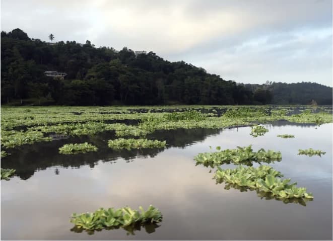 Culmina dragado del Lago Carraízo