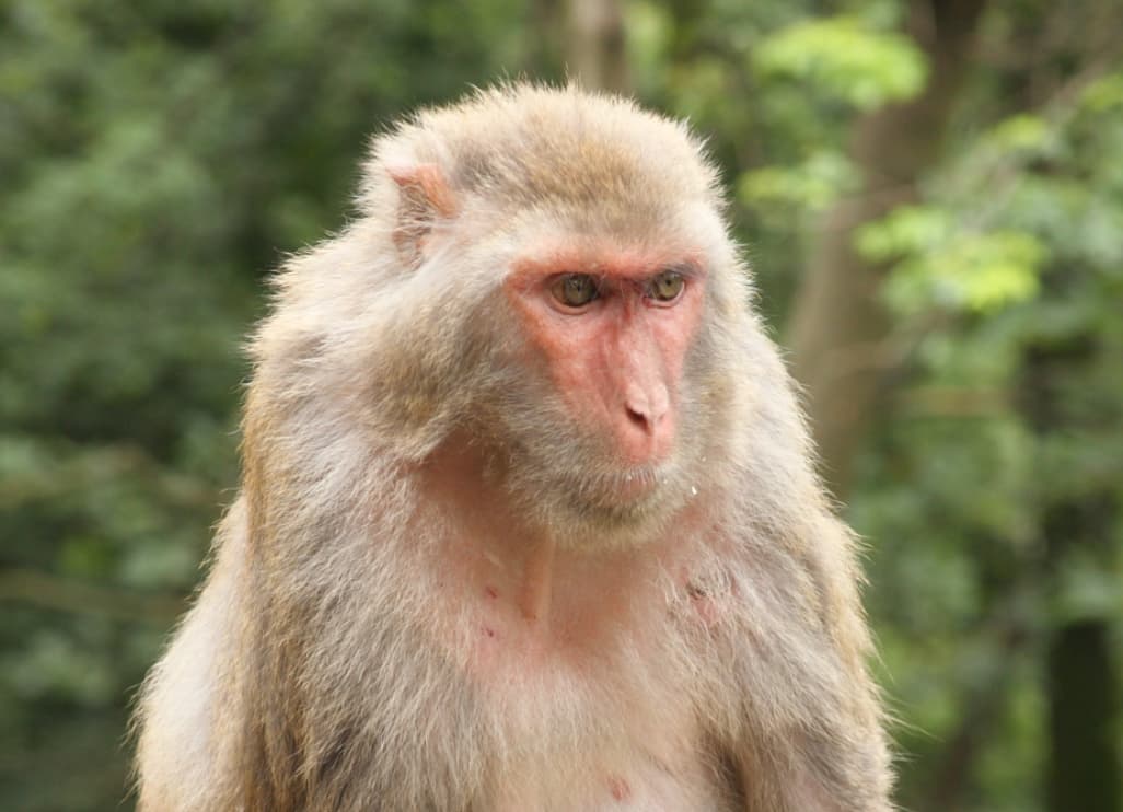 Comienza el traslado de especies exóticas a zoológico dominicano