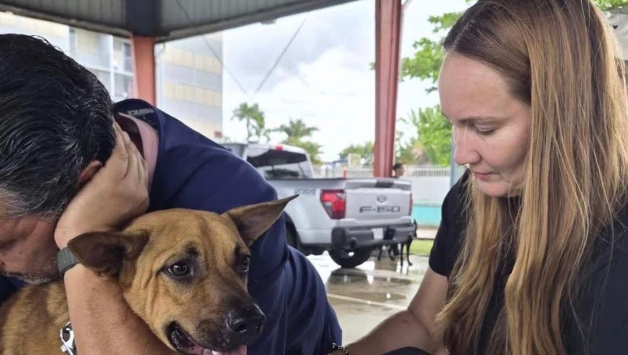 Cataño tendrá vacunación de perros y gatos a bajo costo