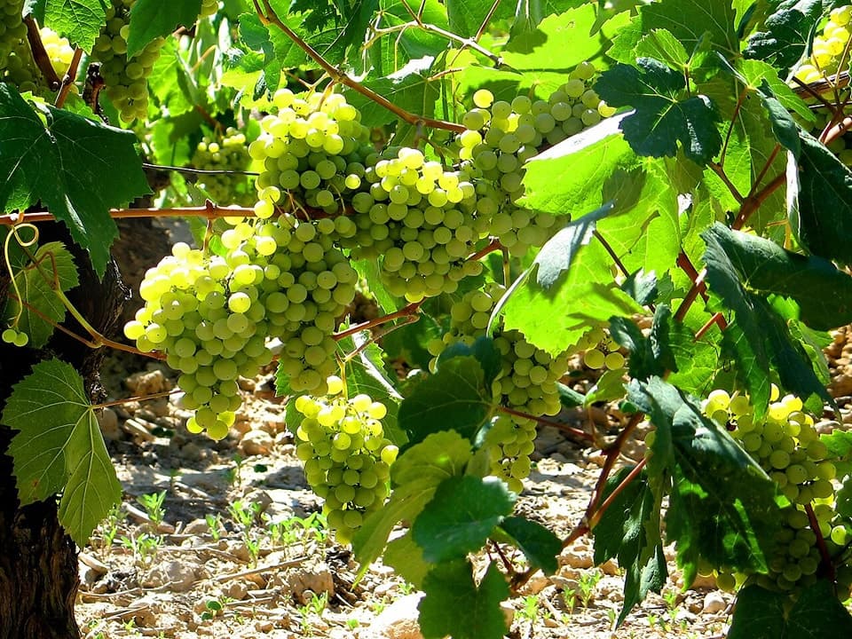 Exportaciones de vino español a EE.UU. caen 20%