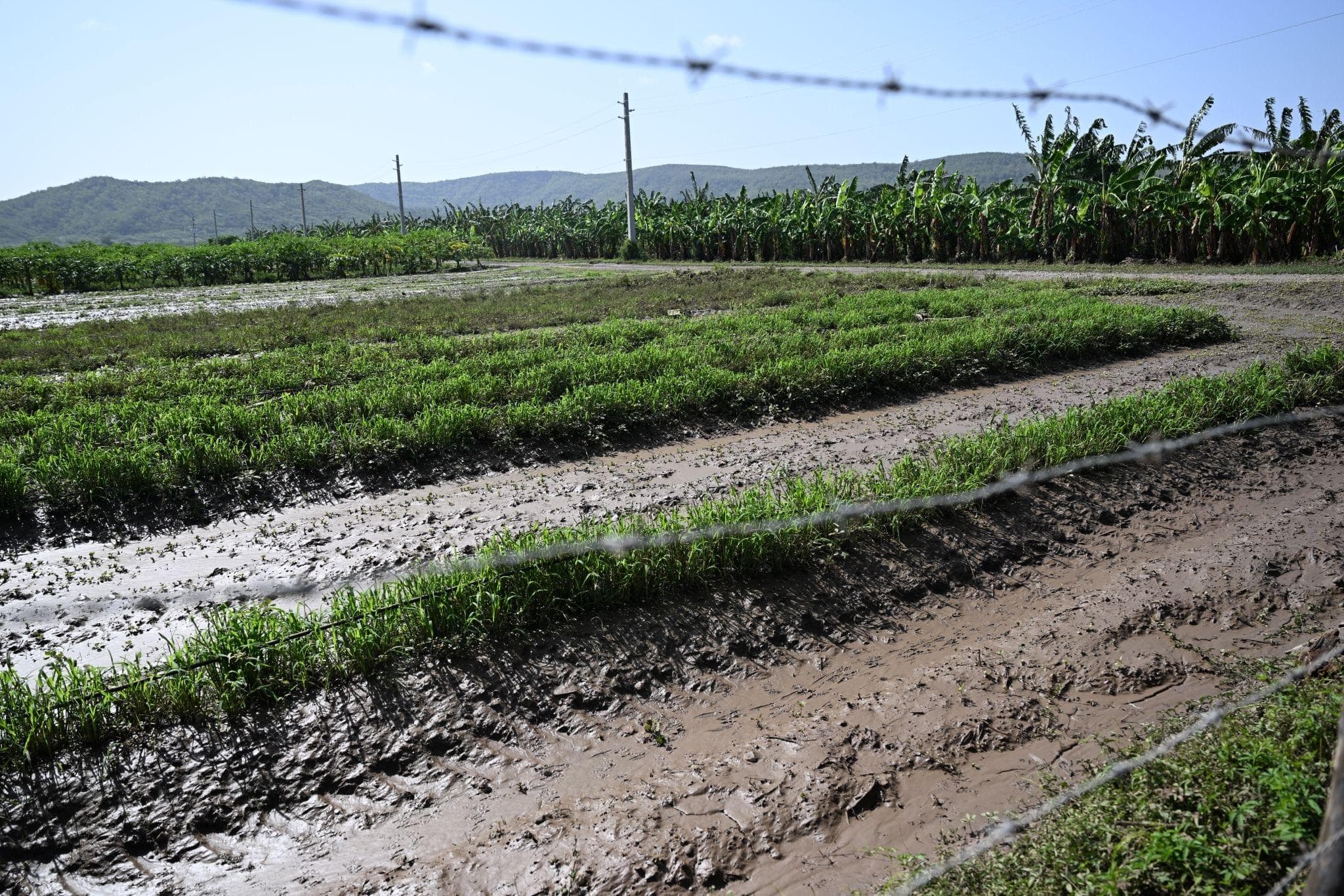 Llegada de concentraciones de polvo del Sahara
