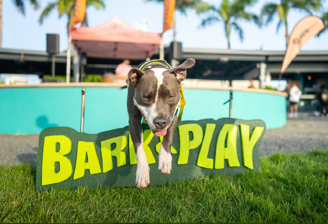 Regresa “Bark & Play” para celebrar el Día Nacional del Perro