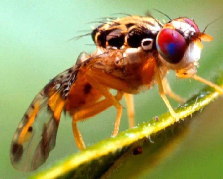 Agricultura activa respuesta coordinada tras detección de Mosca del Mediterráneo en San Juan