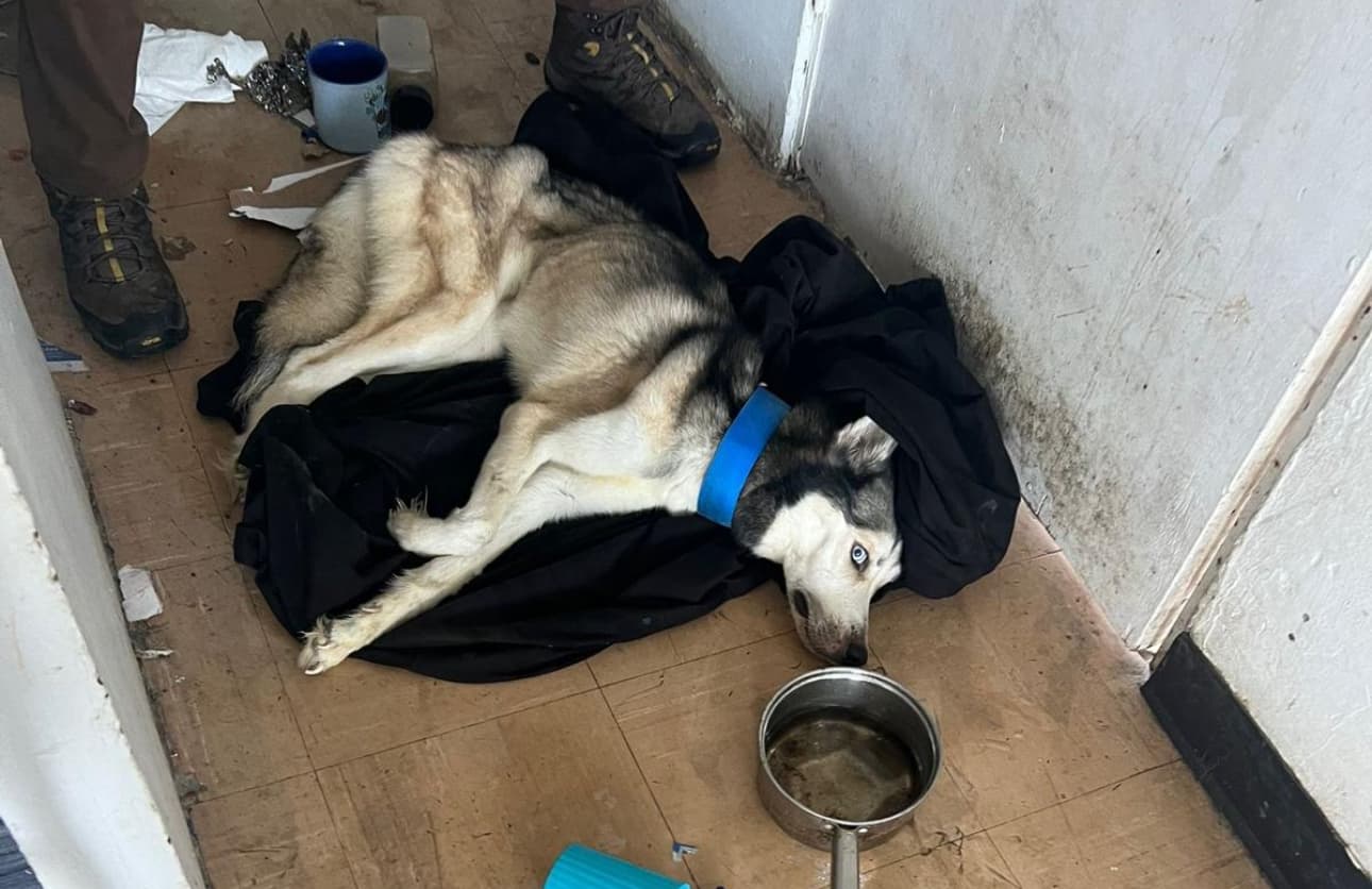 Policía Municipal de San Juan arresta a mujer por maltrato animal