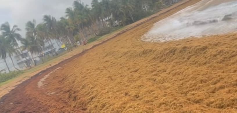 DRNA comienza proceso de remoción de sargazo en Fajardo