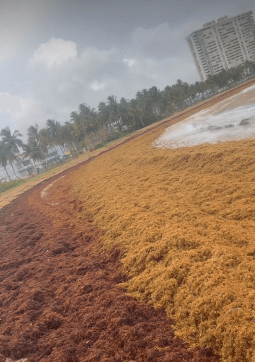 DRNA envía técnicos a Cabo Rojo por llegada de sargazo