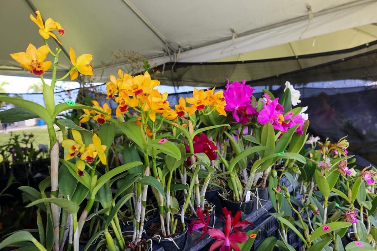 Cataño celebra su 10mo Festival de Orquídeas