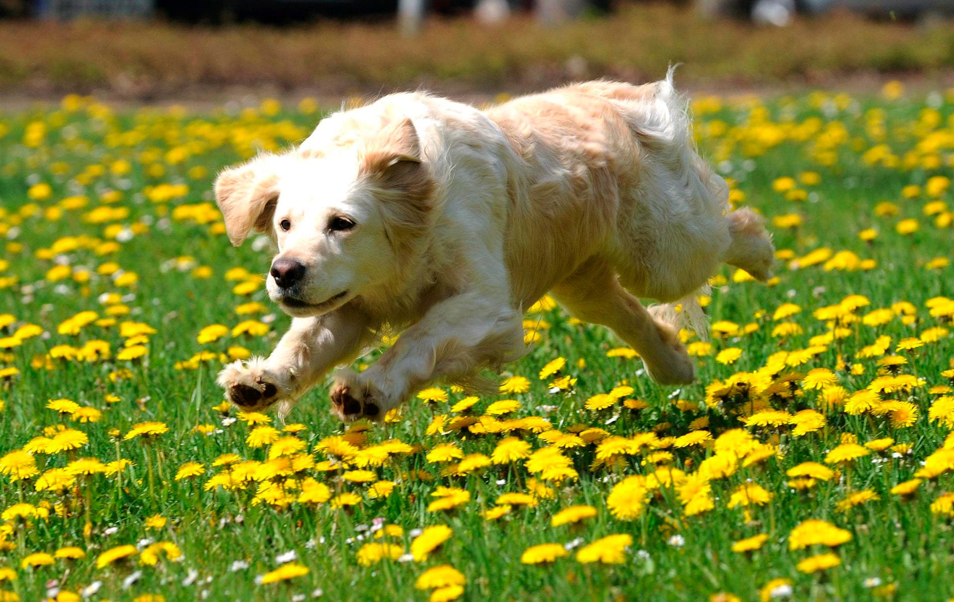 La mayoría de los perros, incluso los chihuahuas, tienen algo de lobo en su interior