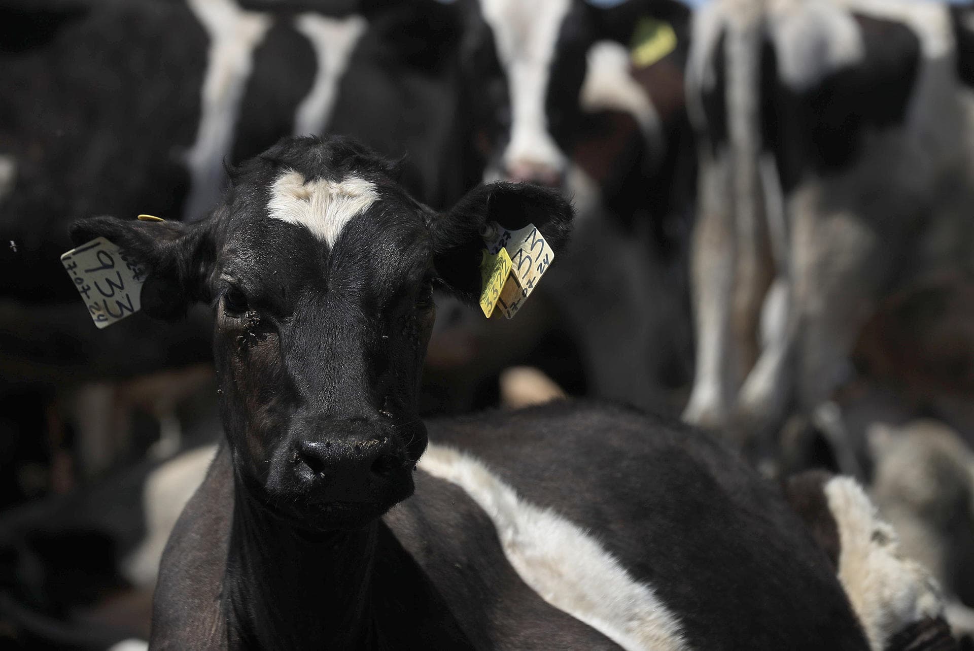 Líderes agricultores en EE.UU. rechazan plan para importar más carne de Argentina