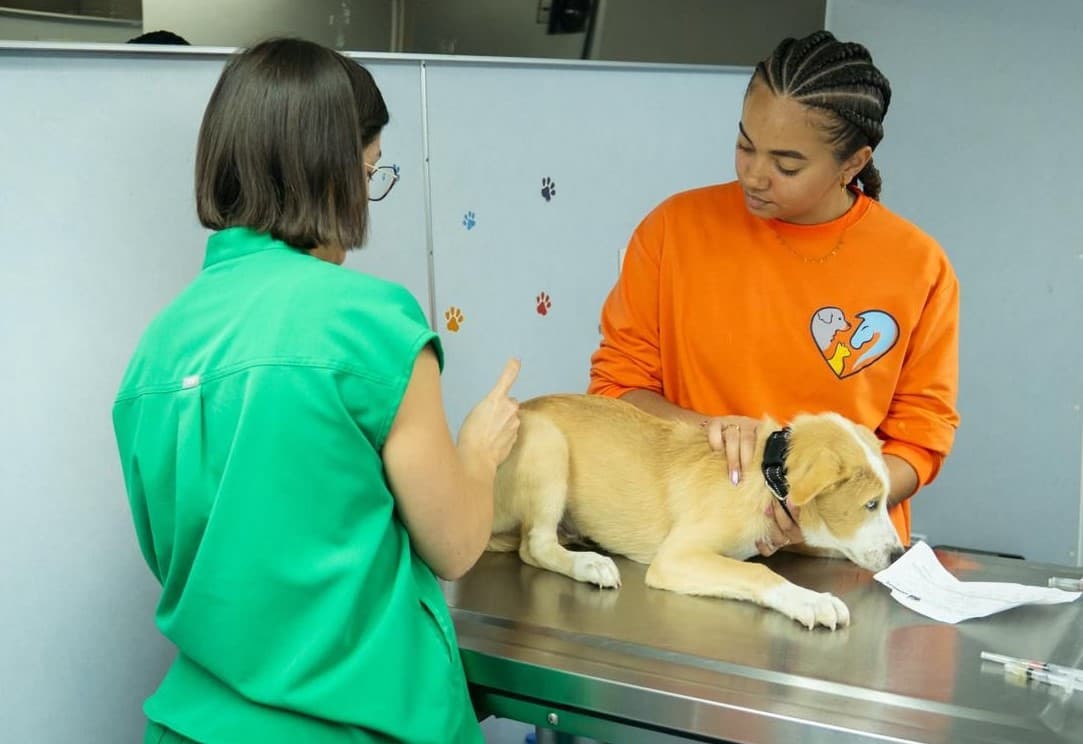 San Juan refuerza agenda de bienestar animal con servicios comunitarios en Villa Prades