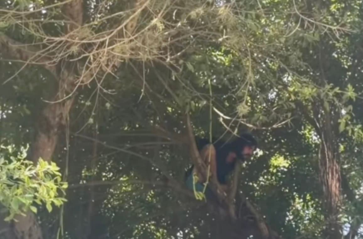 Miembro de la juventud de Victoria Ciudadana se sube a árbol centenario en la UPR Río Piedras y realiza manifestación