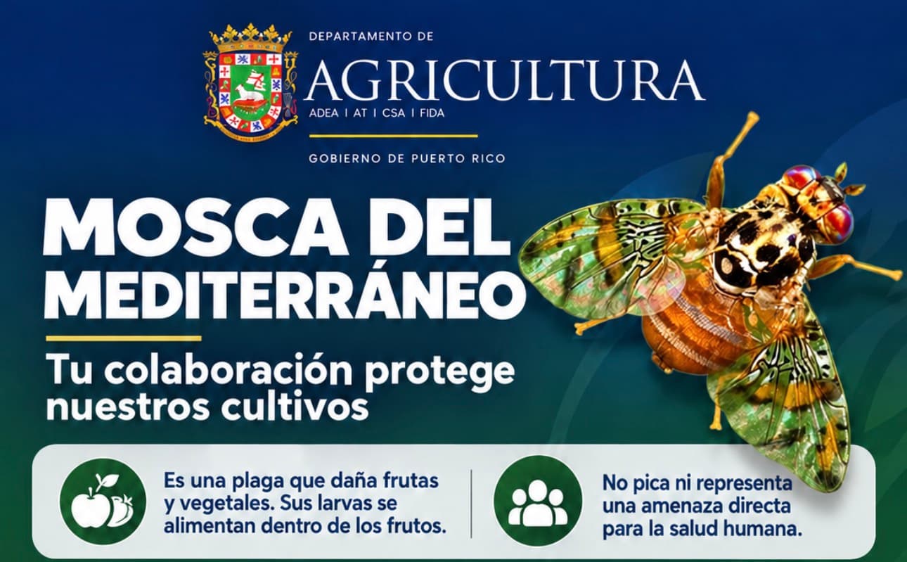 Agricultura iniciará aspersión terrestre contra la mosca del Mediterráneo
