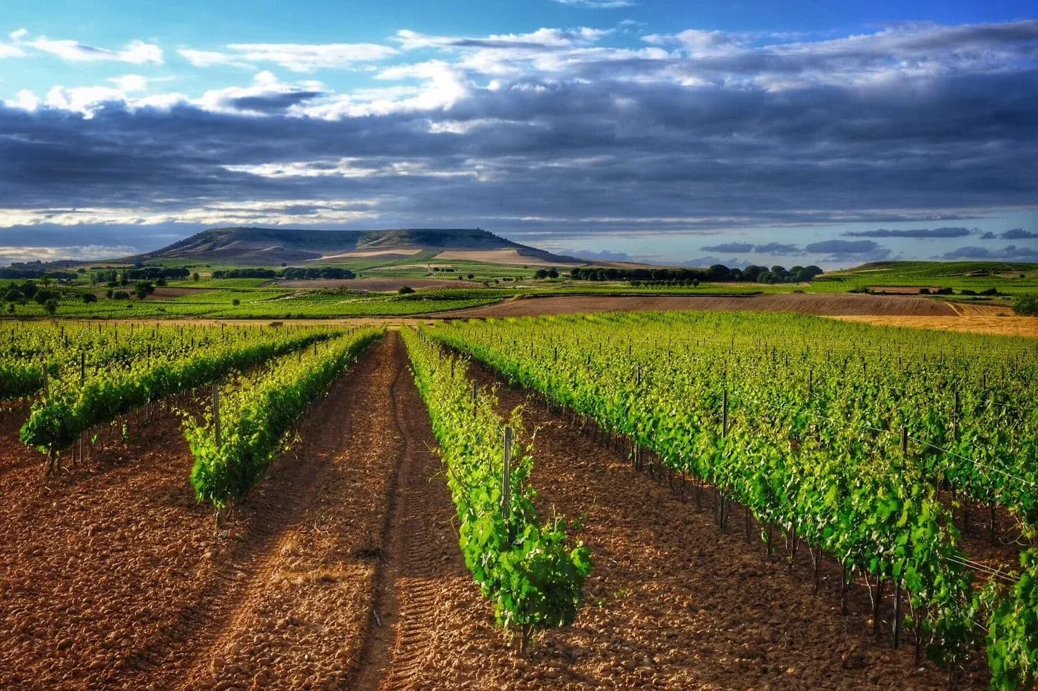 La Denominación de Origen Ribera del Duero honra su uva insignia