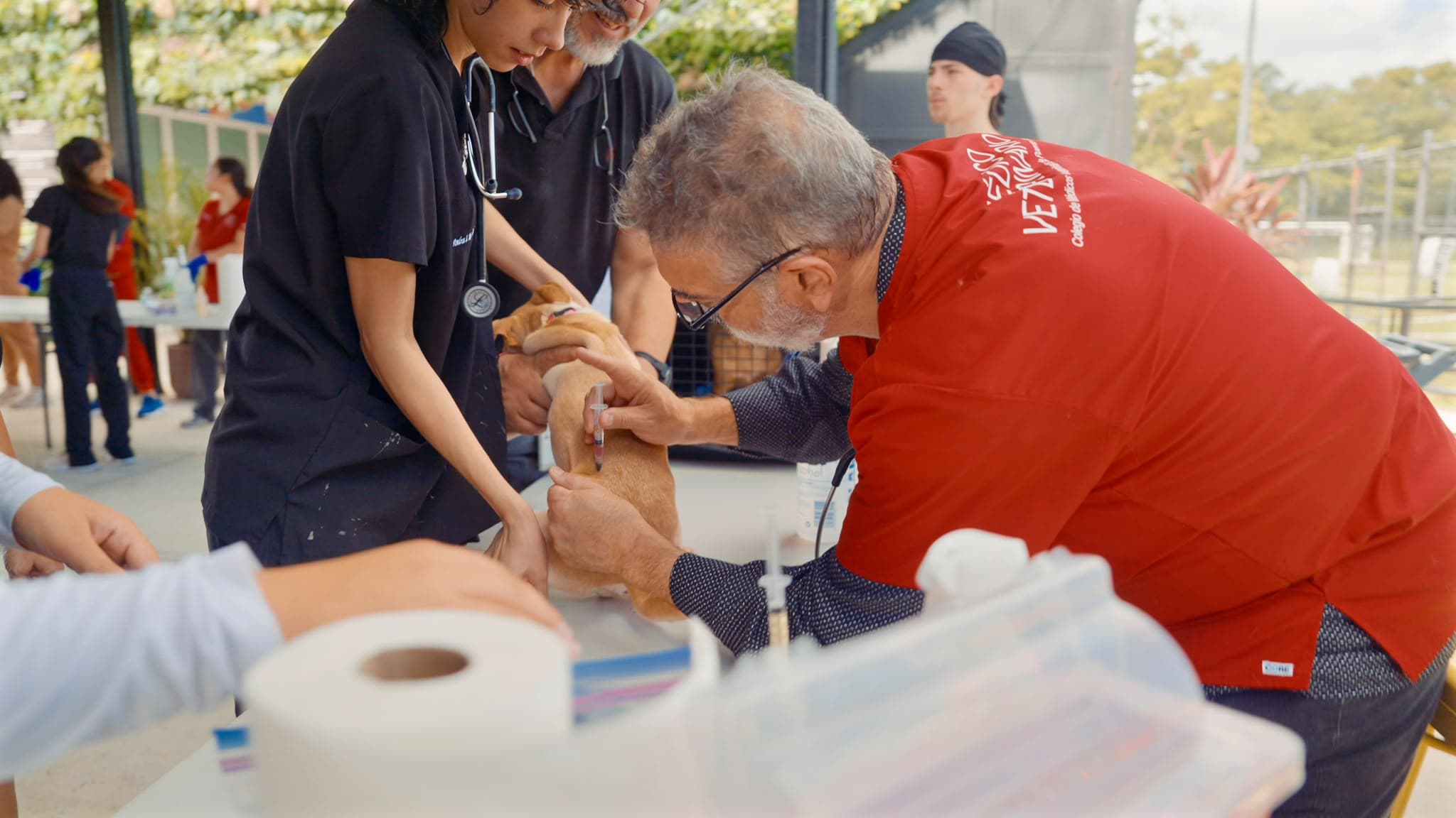 Veterinarios vacunan 820 mascotas en San Juan y Humacao