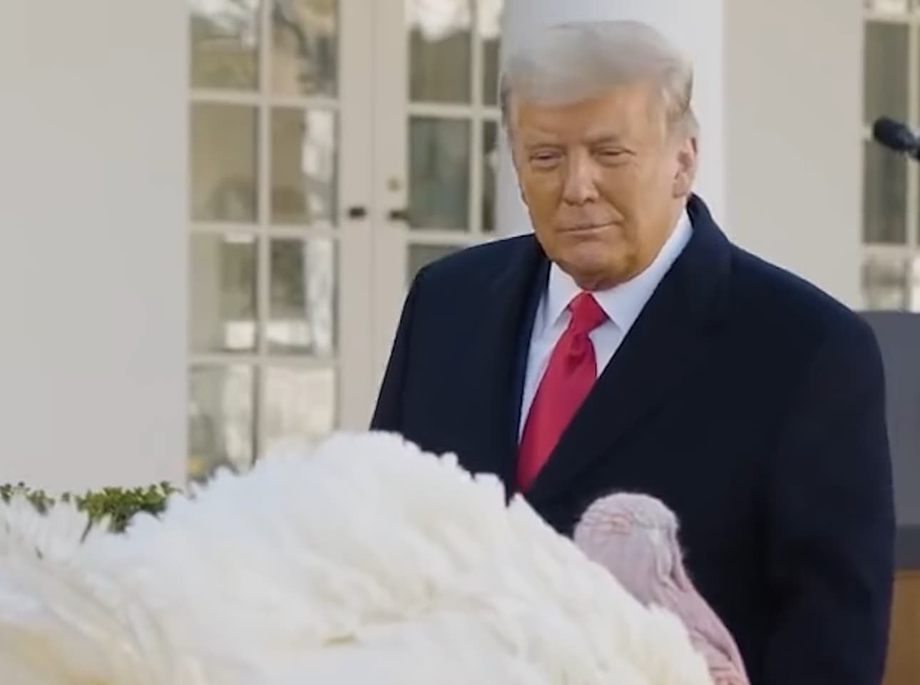 Gobble y Waddle, los pavos de más de 20 kilos que Trump indultará por Acción de Gracias