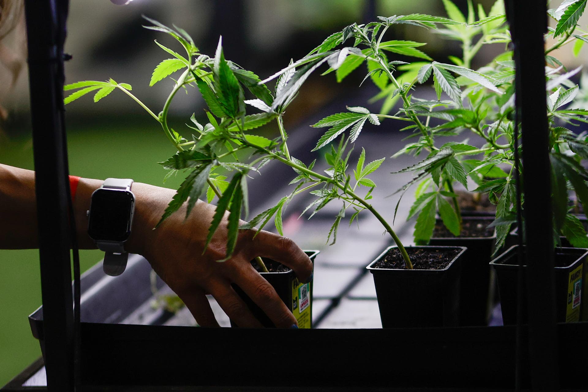 Consumir cannabis en la adolescencia duplica riesgo de trastornos psicóticos y bipolares