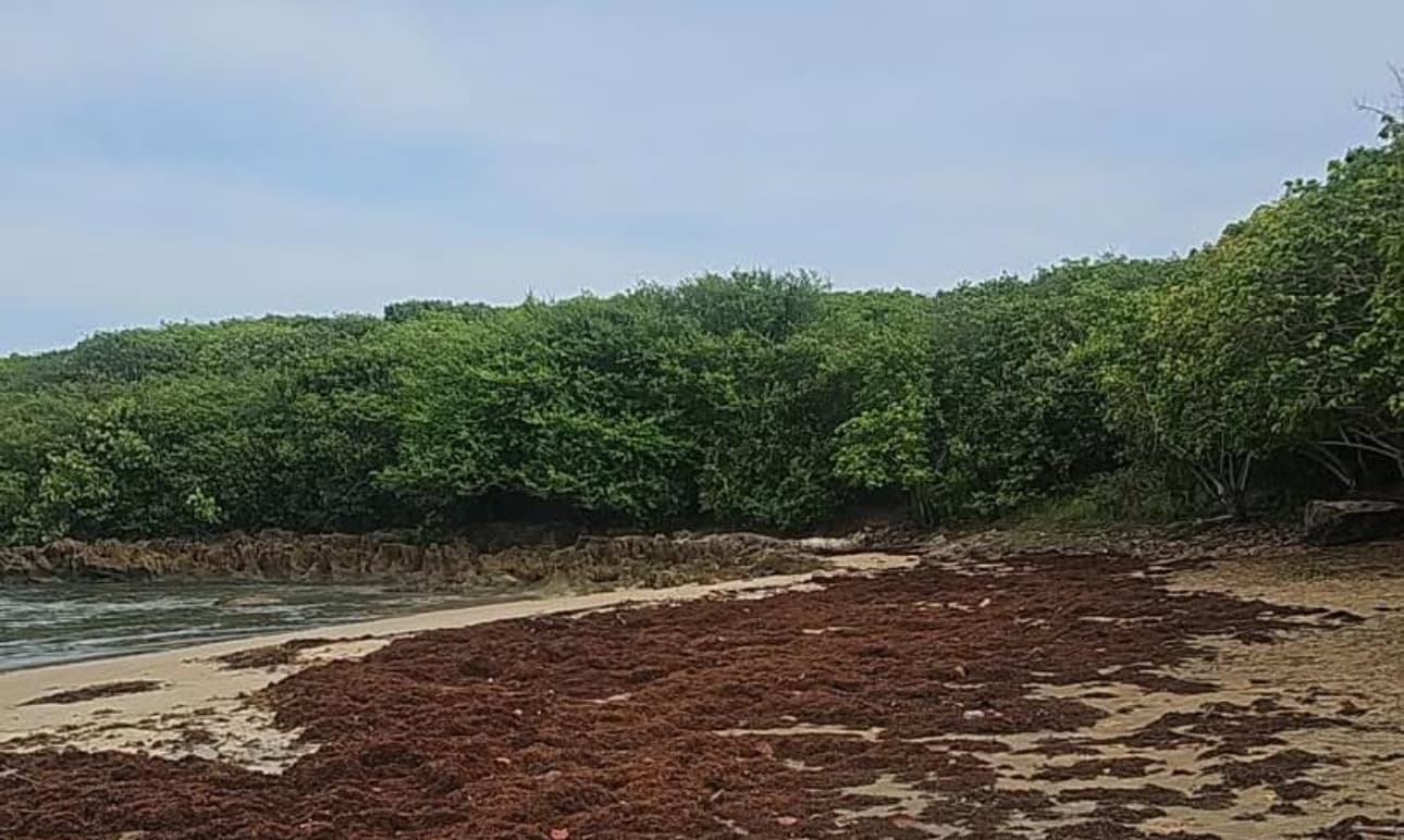 DRNA recoge 200 toneladas de sargazo