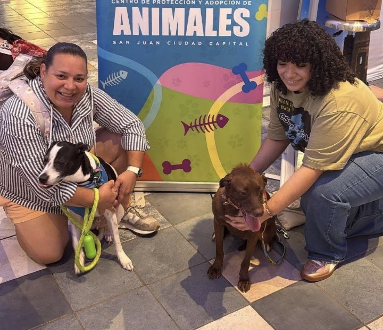Imagen del artículo de NewsPR: San Juan logra la adopción de 13 perritos durante feria en Plaza Las Américas