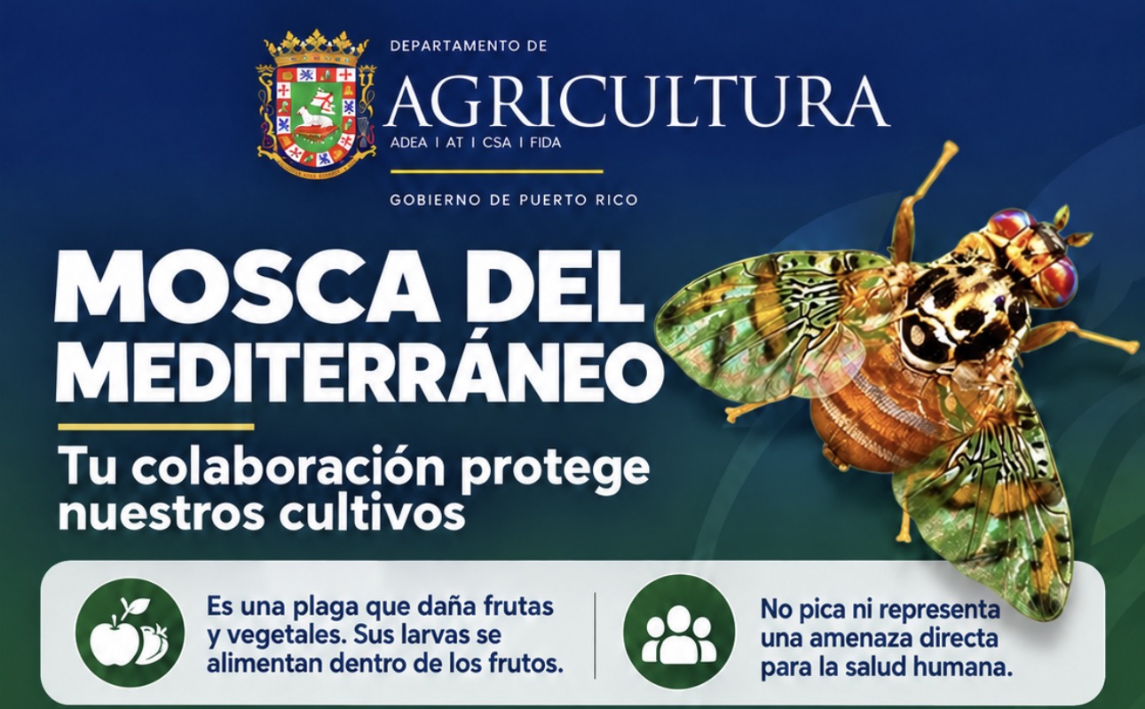 Imagen de la cobertura de: Agricultura sigue con la aspersión terrestre contra la mosca del Mediterráneo en San Juan